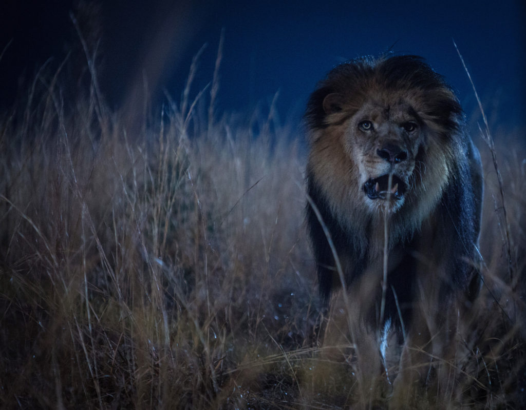 PETA demanda a CBS por la explotación de animales