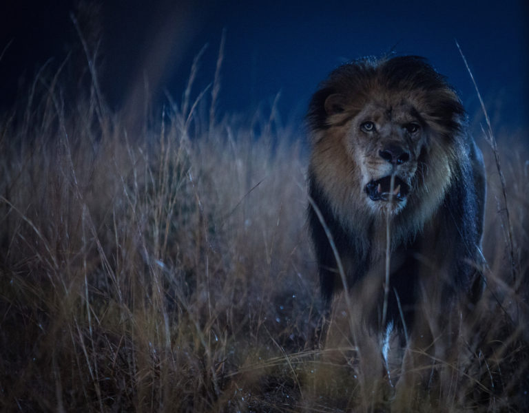 PETA demanda a CBS por la explotación de animales