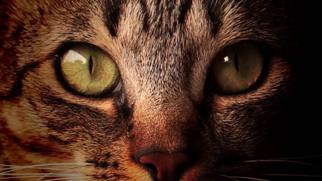 Orange Is The New Cat