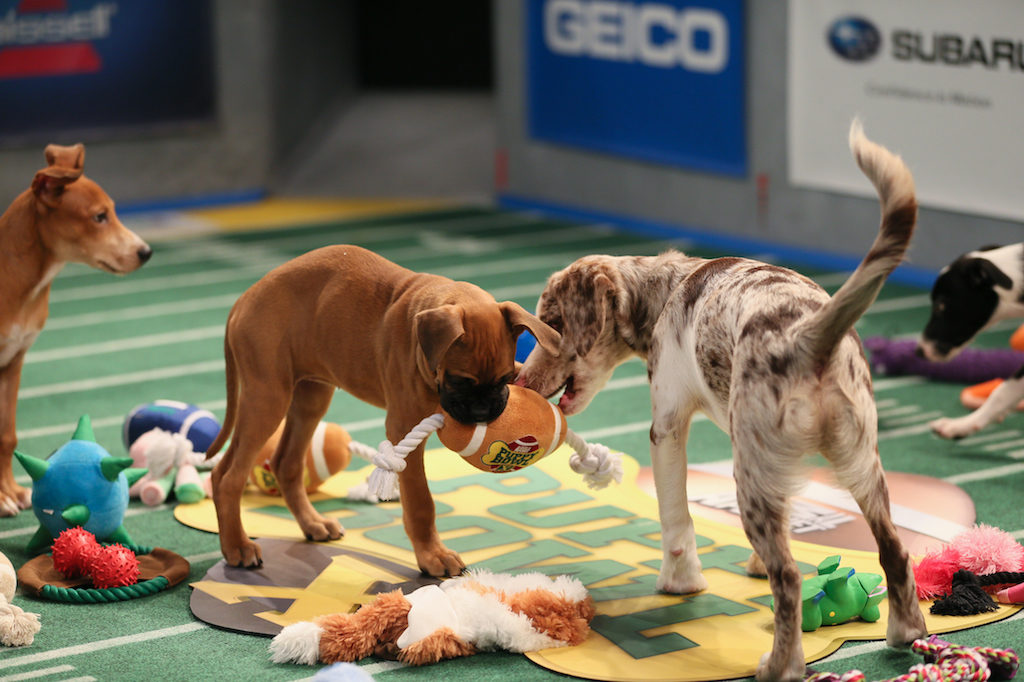 Enero, en Animal Planet