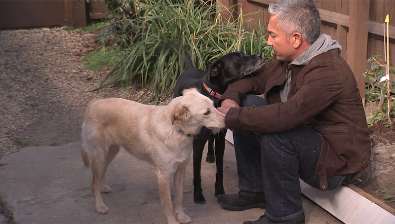 Animal Planet presenta la octava temporada