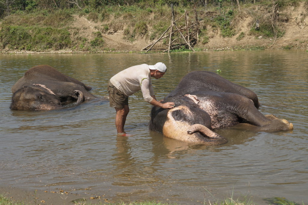 Frank buscará al último tigre de bengala