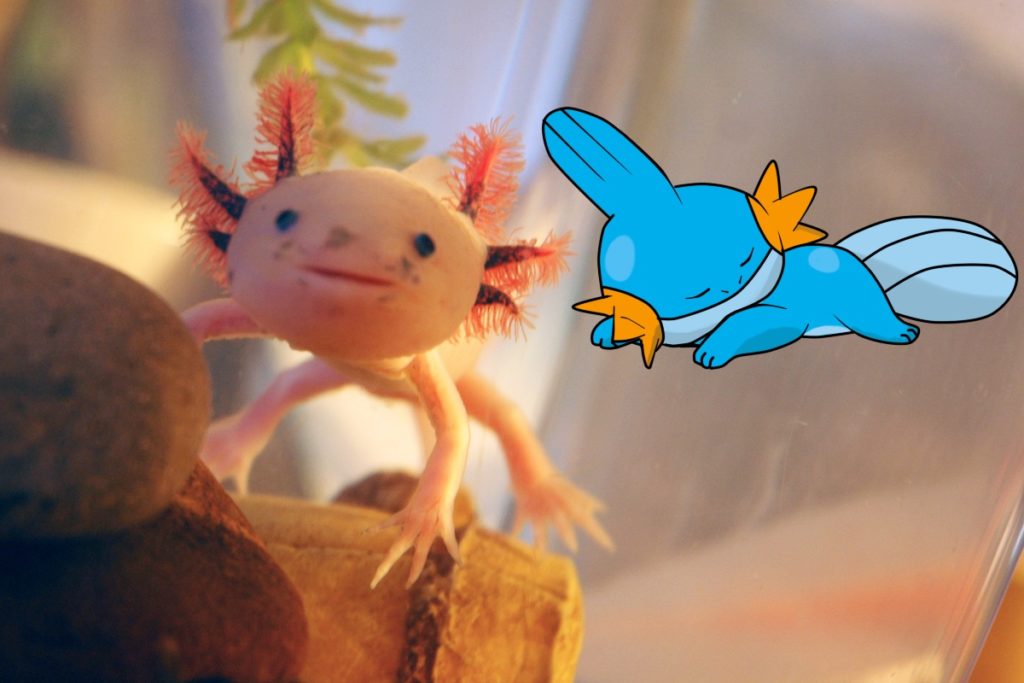 9 Pokémons inspirados en animales reales