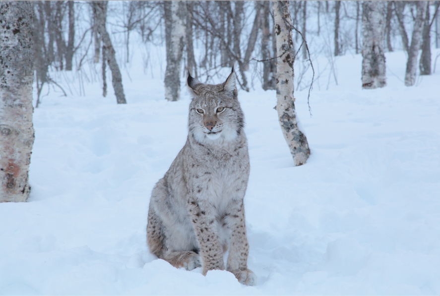 Mayo, en Animal Planet
