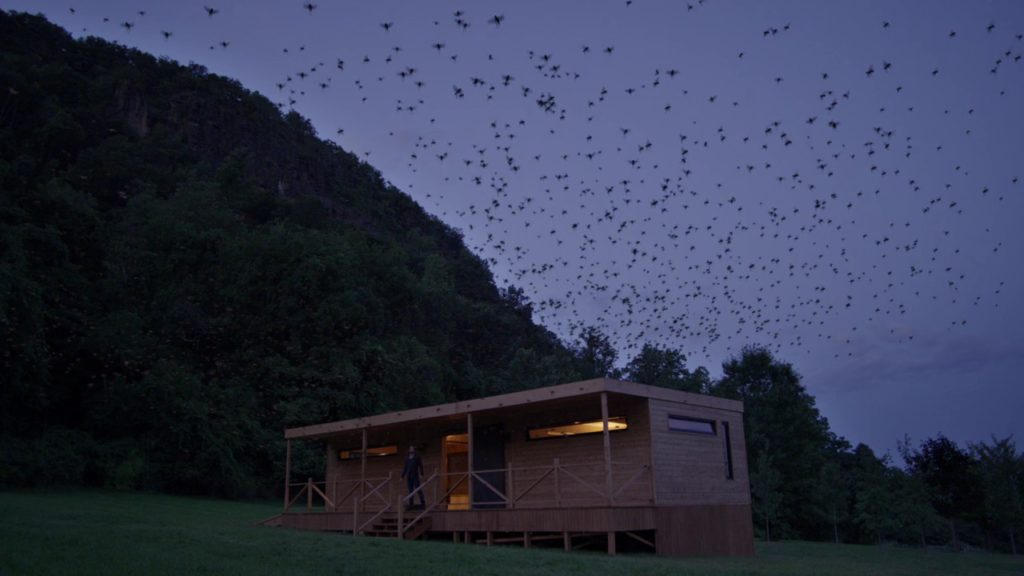 Locusts