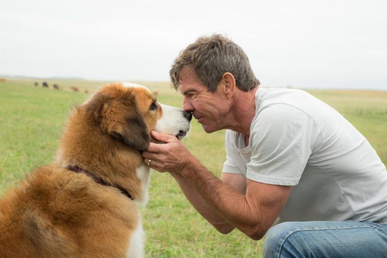 Otras excelentes y tiernas películas protagonizadas por perros que necesitas ver YA MISMO