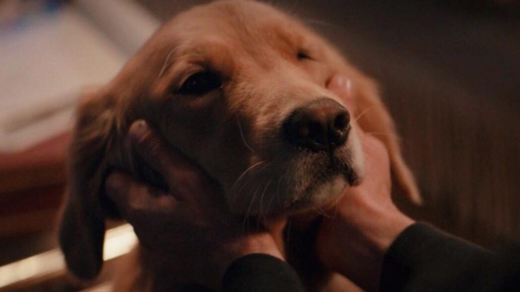 Las mejores mascotas de compañía del MCU