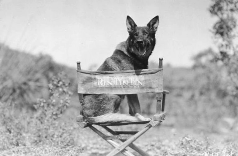 ¿Qué animal o animales protagonizan más historias en la pantalla chica y grande?