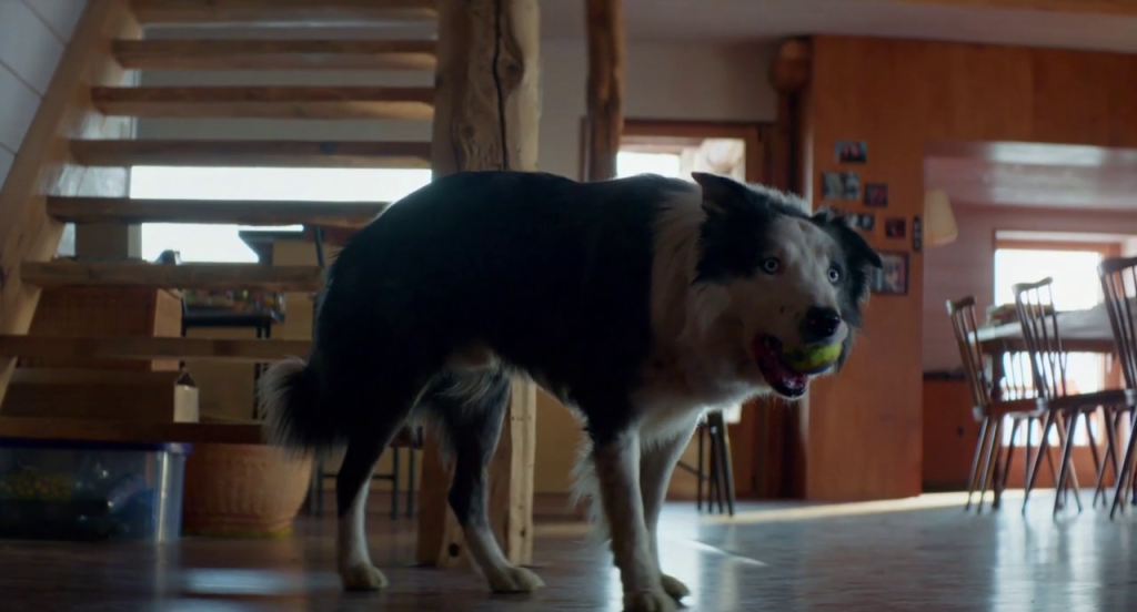 Todos los perros son estrellas: ¿qué es el Palm Dog Award y quién lo ganó en 2023?