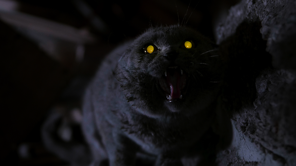 25 años de Pet Sematary: todo lo que necesitas saber de este clásico de terror