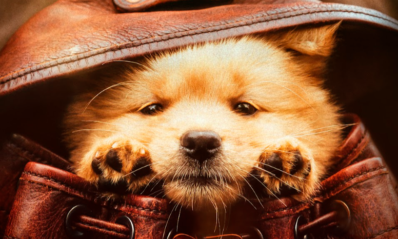 Hachiko 2 Siempre a tu lado es la más conmovedora de las adaptaciones del perrito fiel