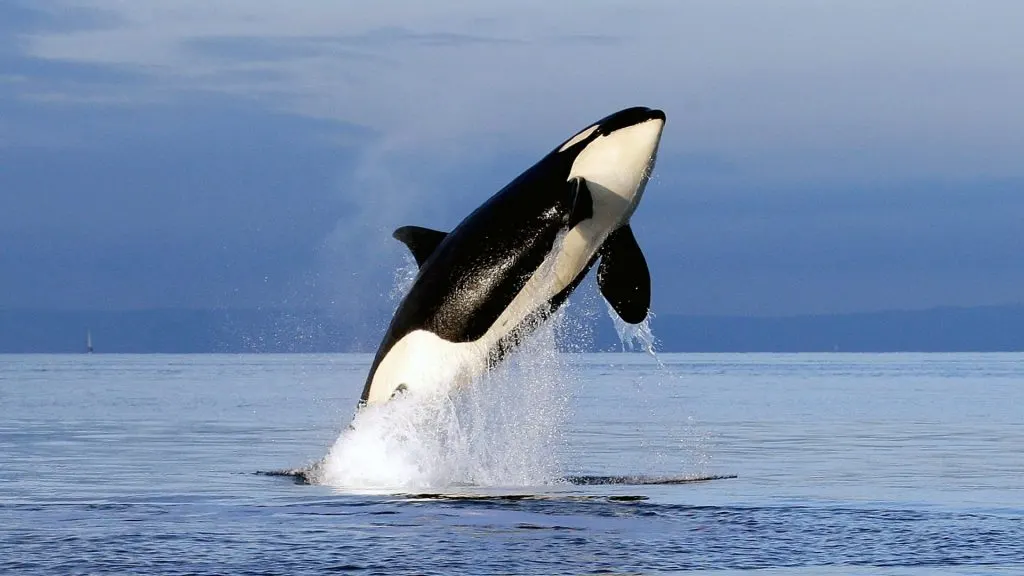HBO prepara documental sobre Keiko, la orca de Liberen a Willy
