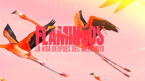 Review: Flamingos, el latido rosa en una técnica que resiste