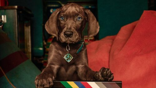 Scooby-Doo: El Origen terminó su rodaje